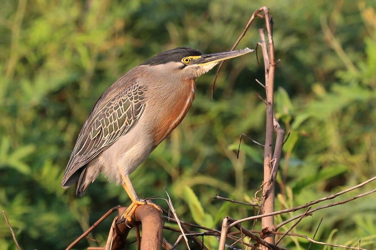 Striated Heron