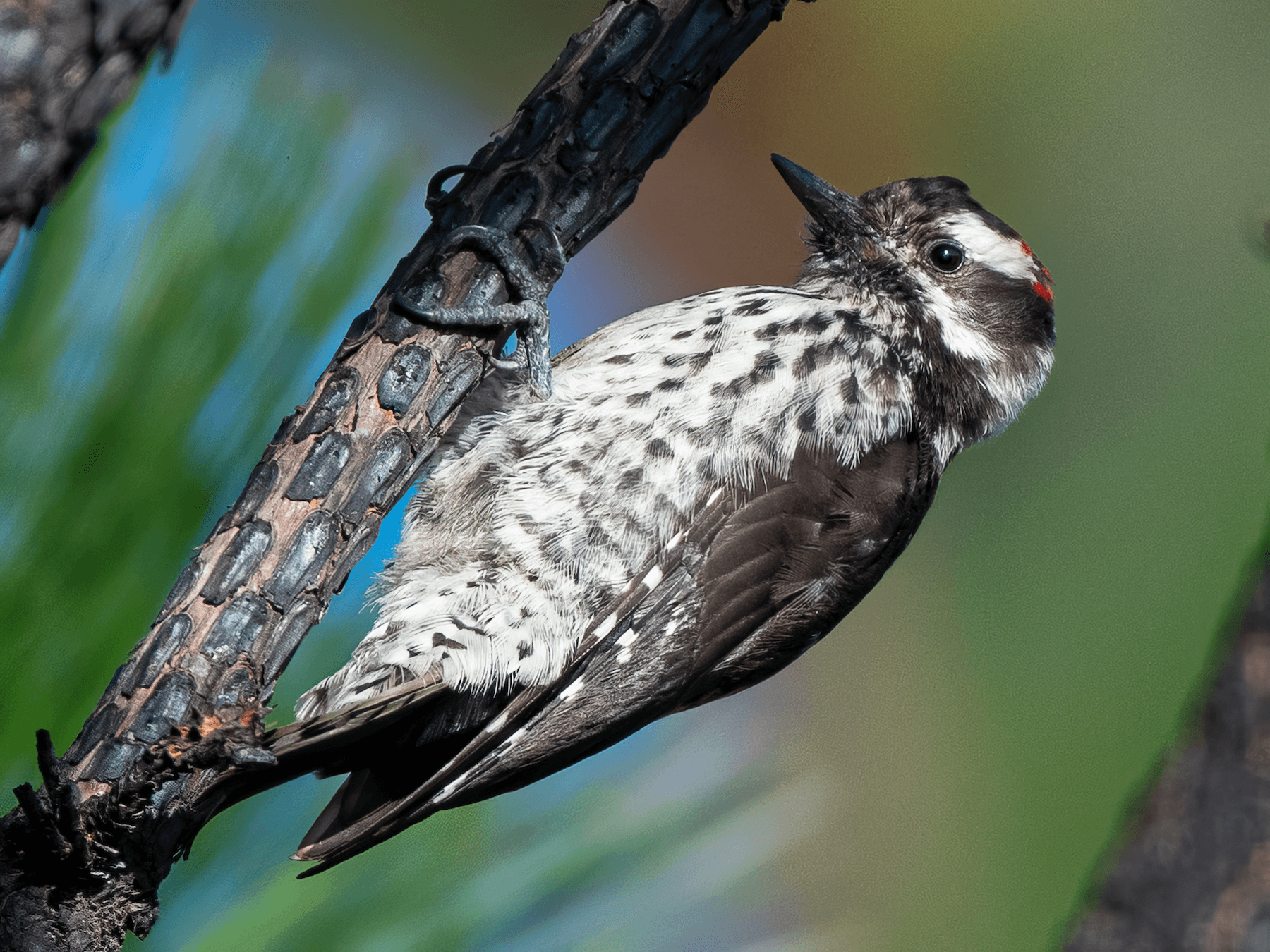 Strickland’s Woodpecker