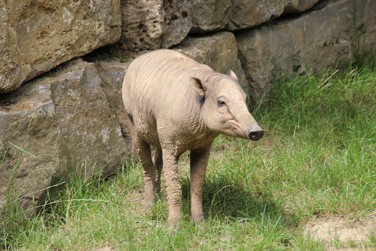 Sulawesi Babirusa