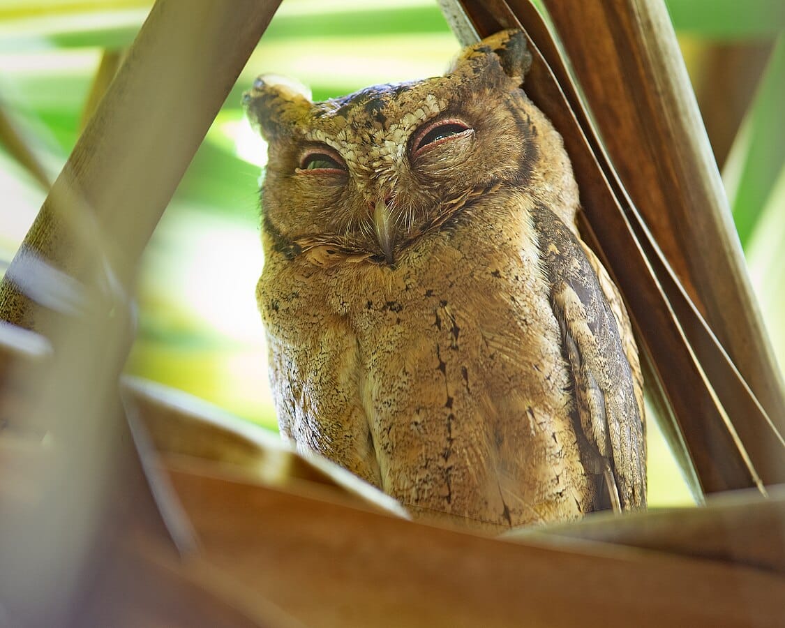 Sunda Scops Owl
