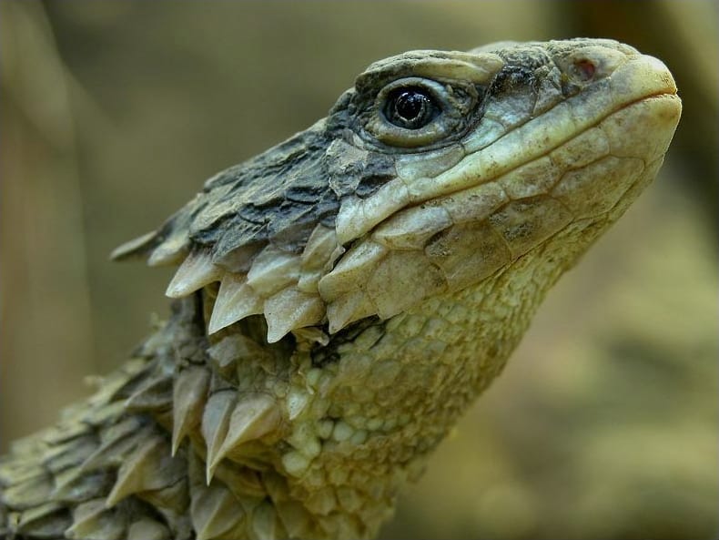 Sungazer Lizard