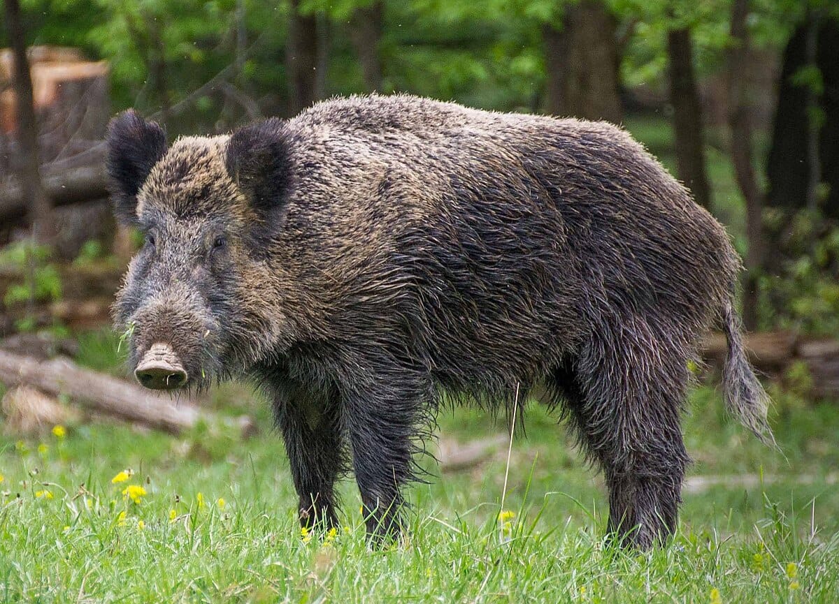 Sus scrofa coreanus