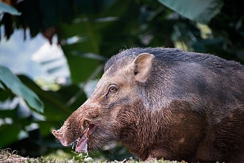 Sus scrofa jubatus