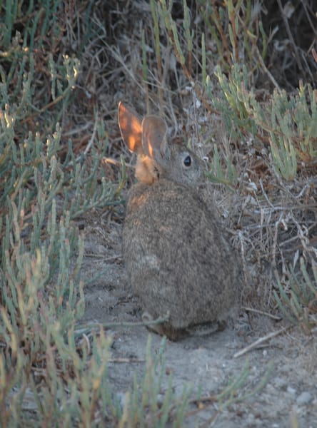 Sylvilagus bachmani riparius