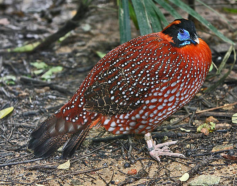 Temminck’s Tragopan