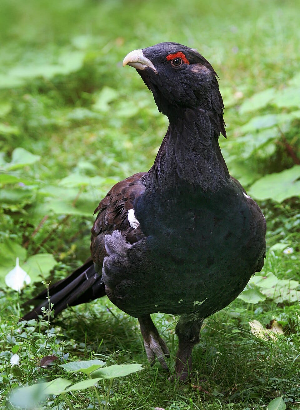Tetrao ptilosus