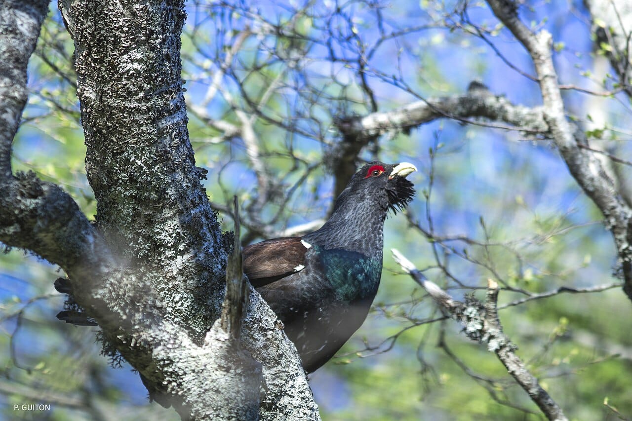 Tetrao urogallus aquitanicus