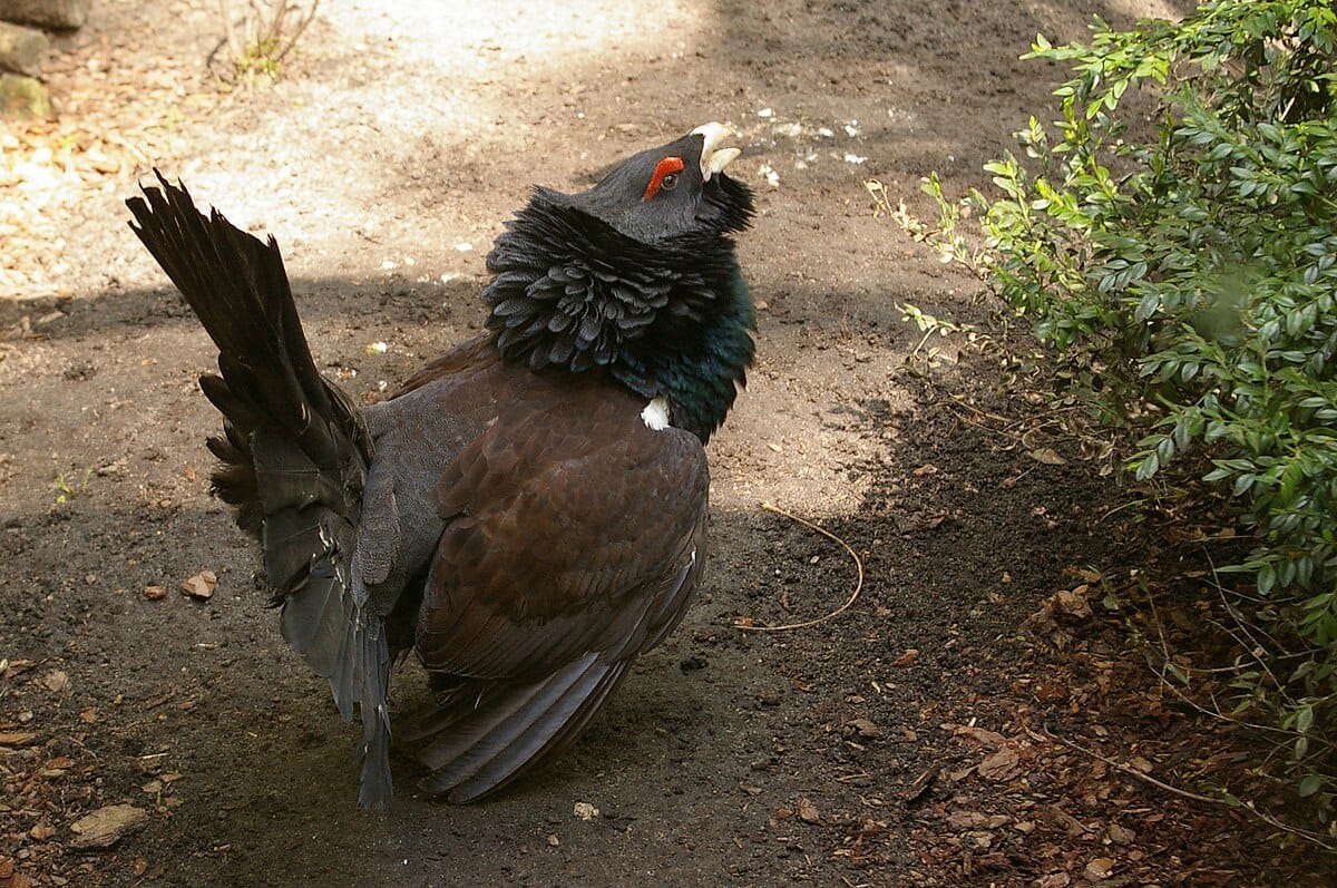 Tetrao urogallus cantabricus