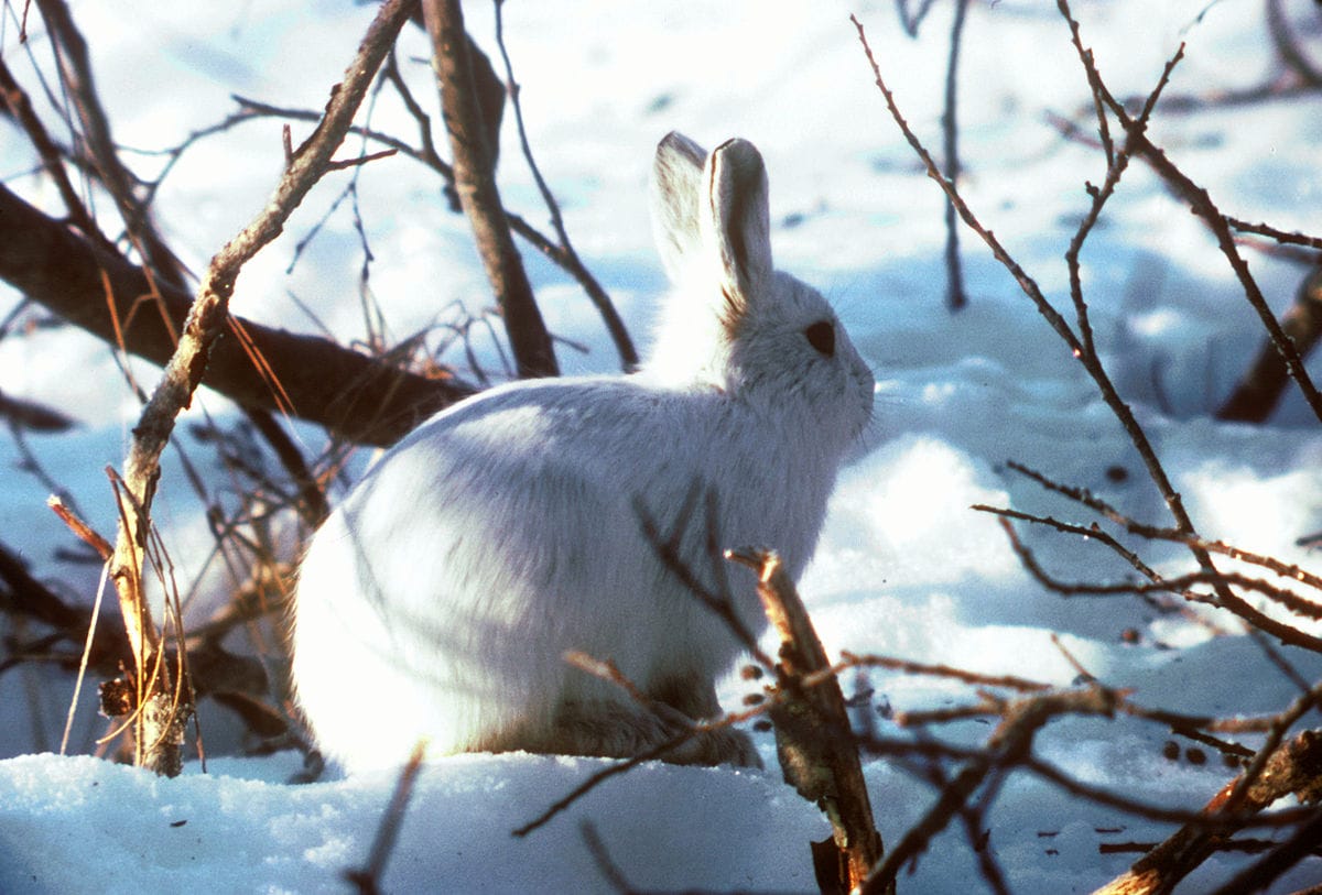The Alaskan Hare