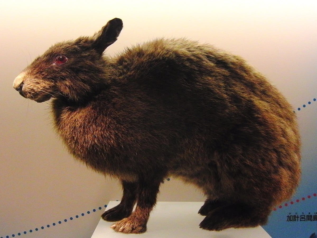 The Amami Rabbit