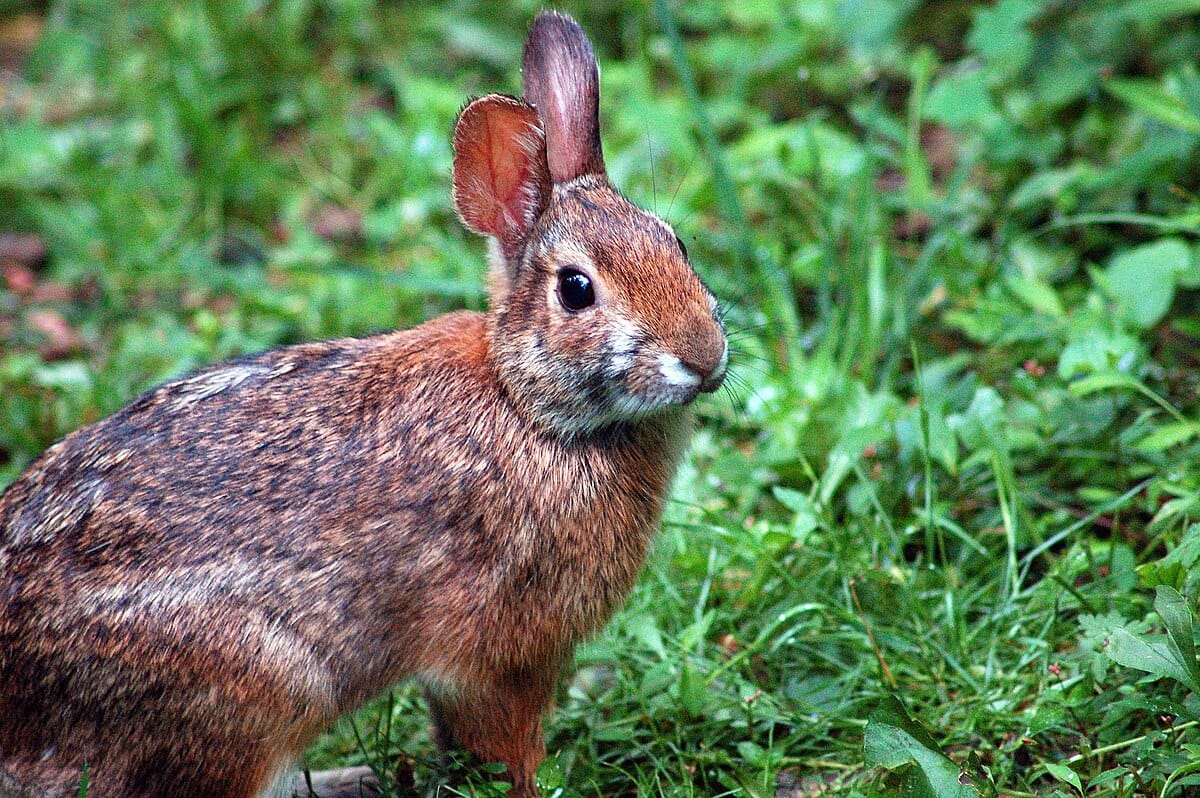 The Appalachian Cottontail