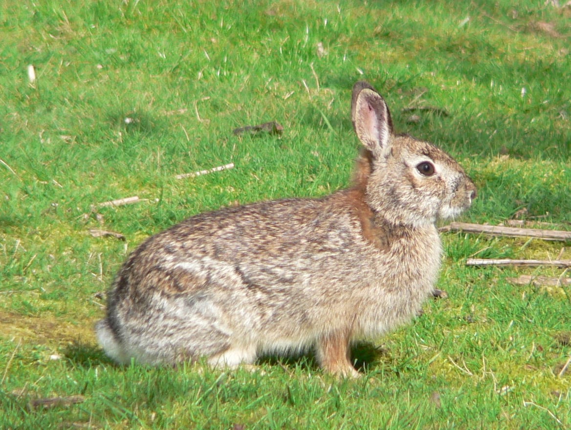 The Brush Rabbit