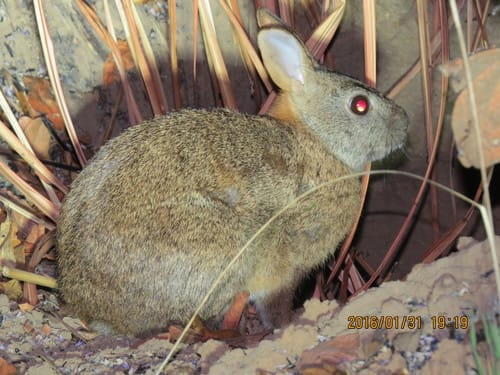The Bunyoro Rabbit