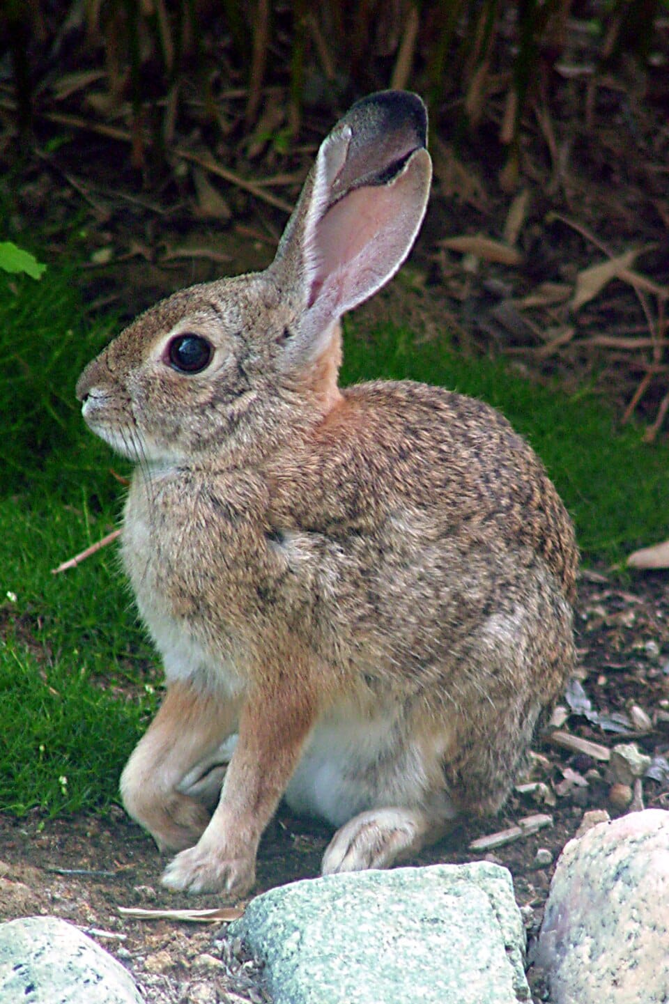 The Desert Cottontail