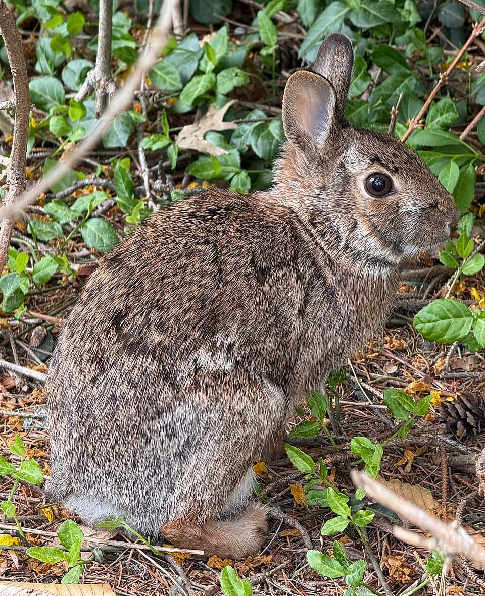 The Eastern Cottontail