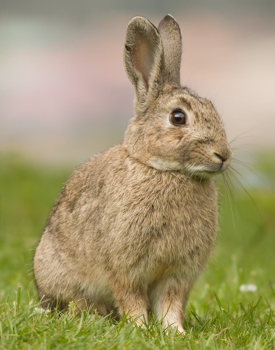 The European Rabbit