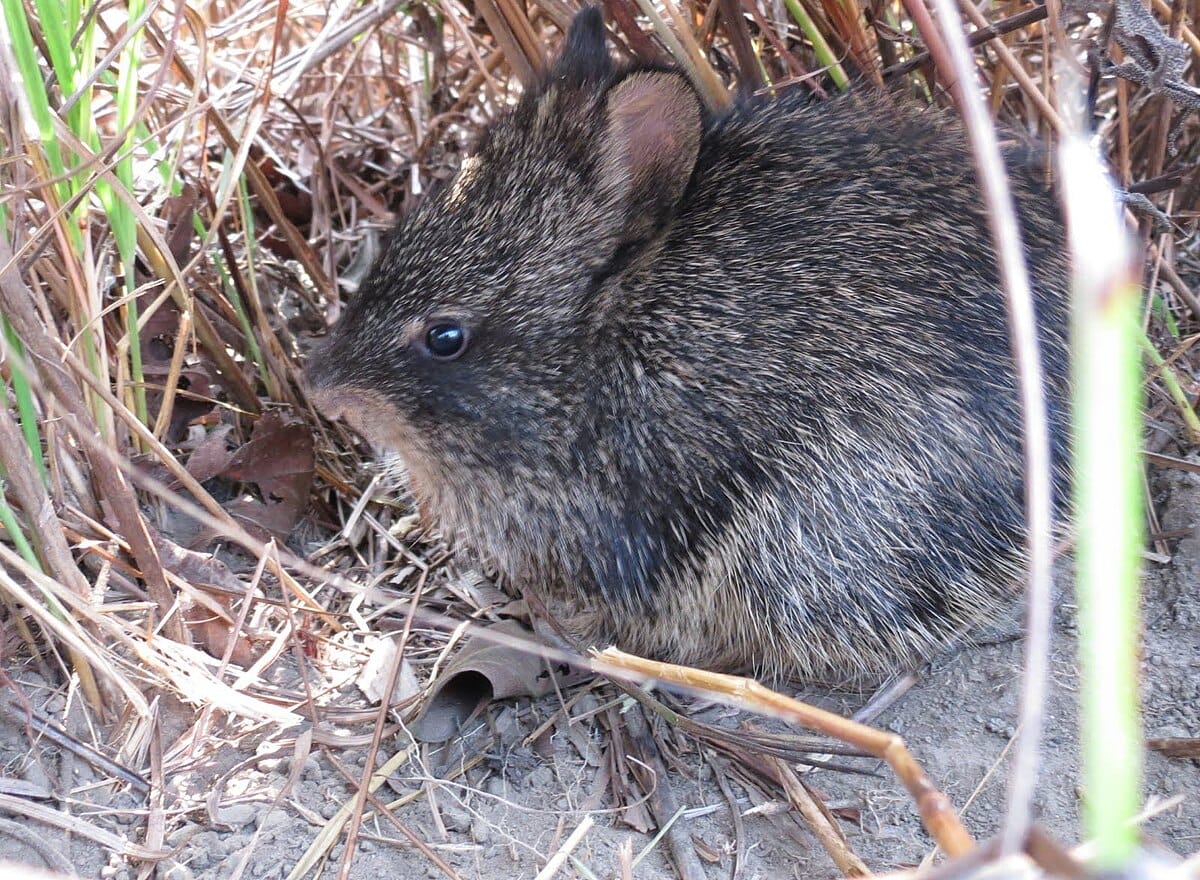 The Hispid Hare
