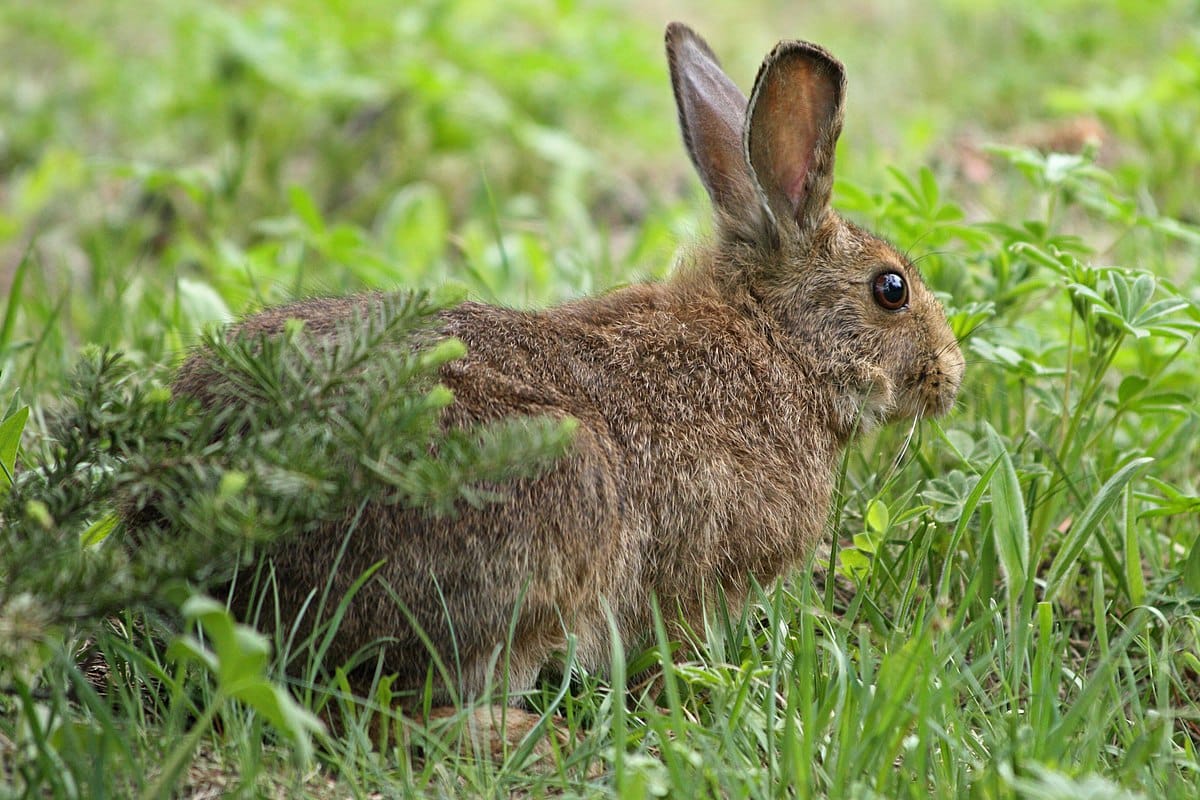 The Manicouagan Snowshoe Hare
