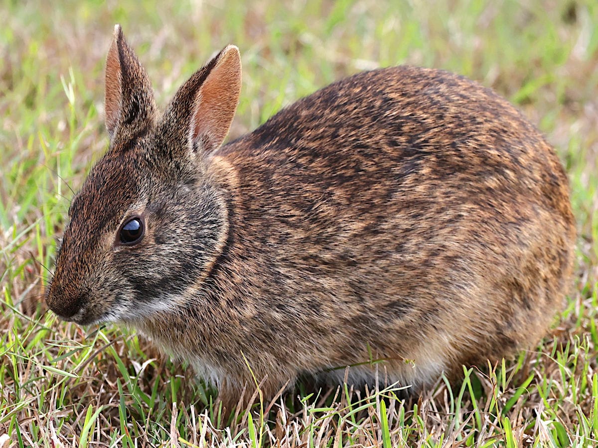 The Marsh Rabbit