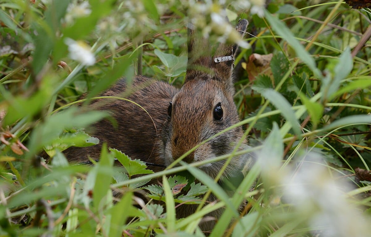 The New England Cottontail