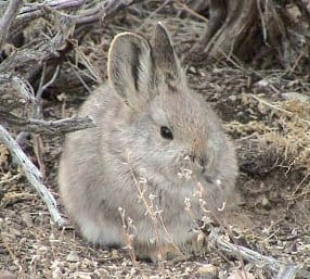 The Pygmy Rabbit