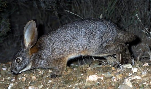 The Riverine Rabbit