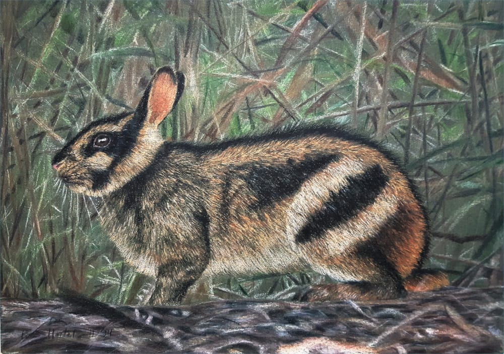 The Sumatran Striped Rabbit