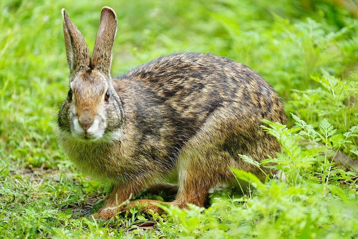 The Swamp Rabbit