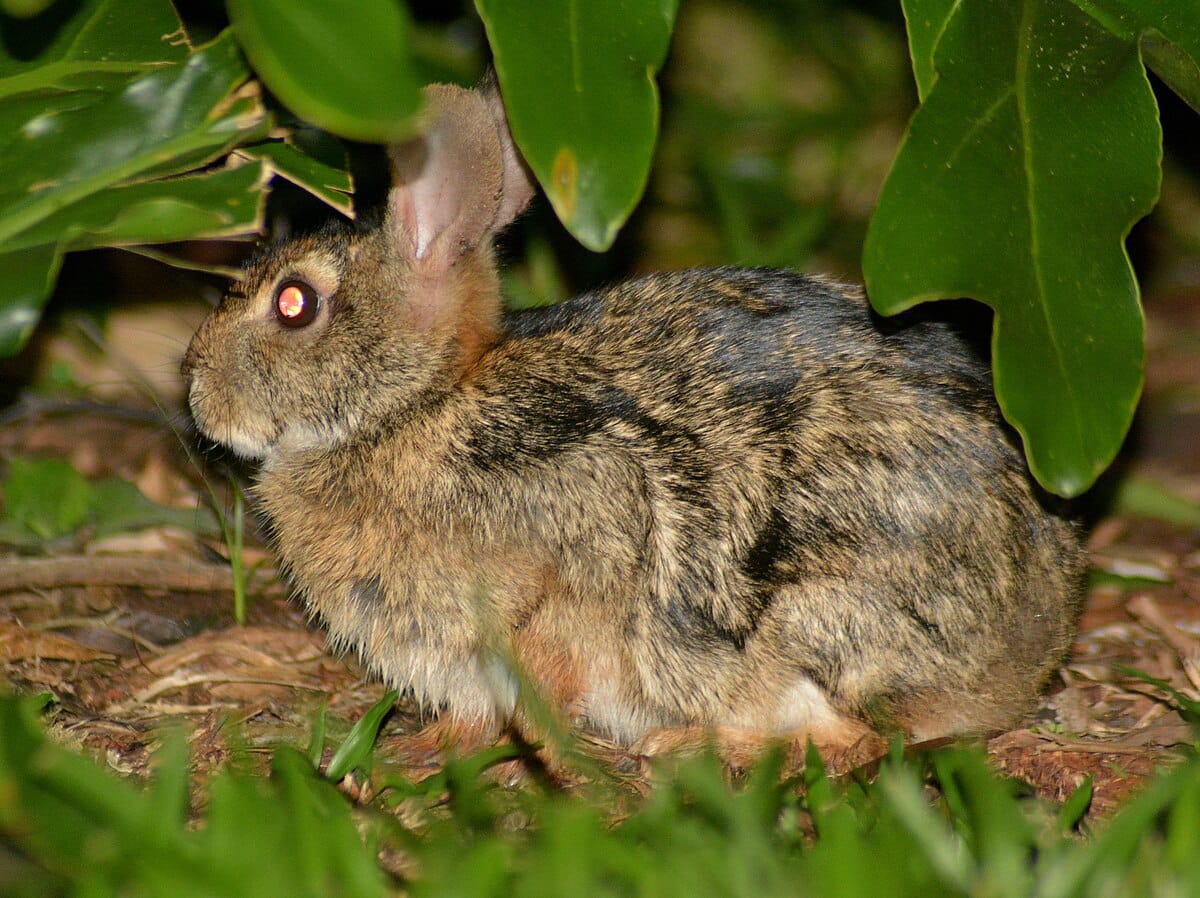 The Tapeti or Forest Rabbit