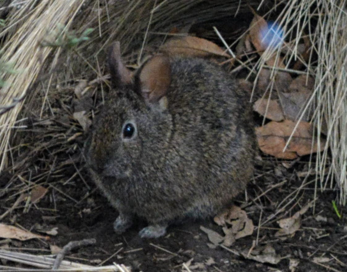 The Volcano Rabbit