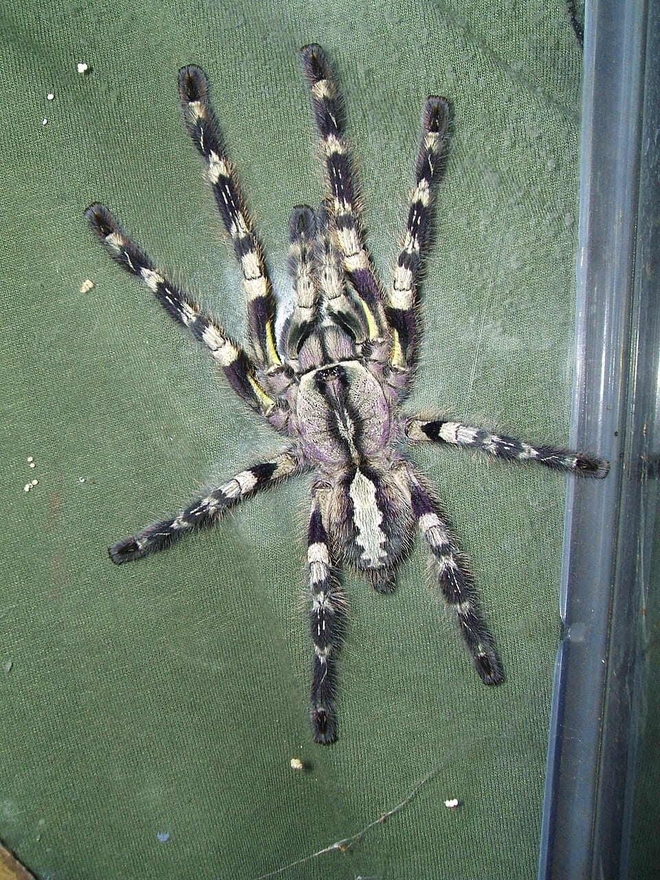 Tiger Spider