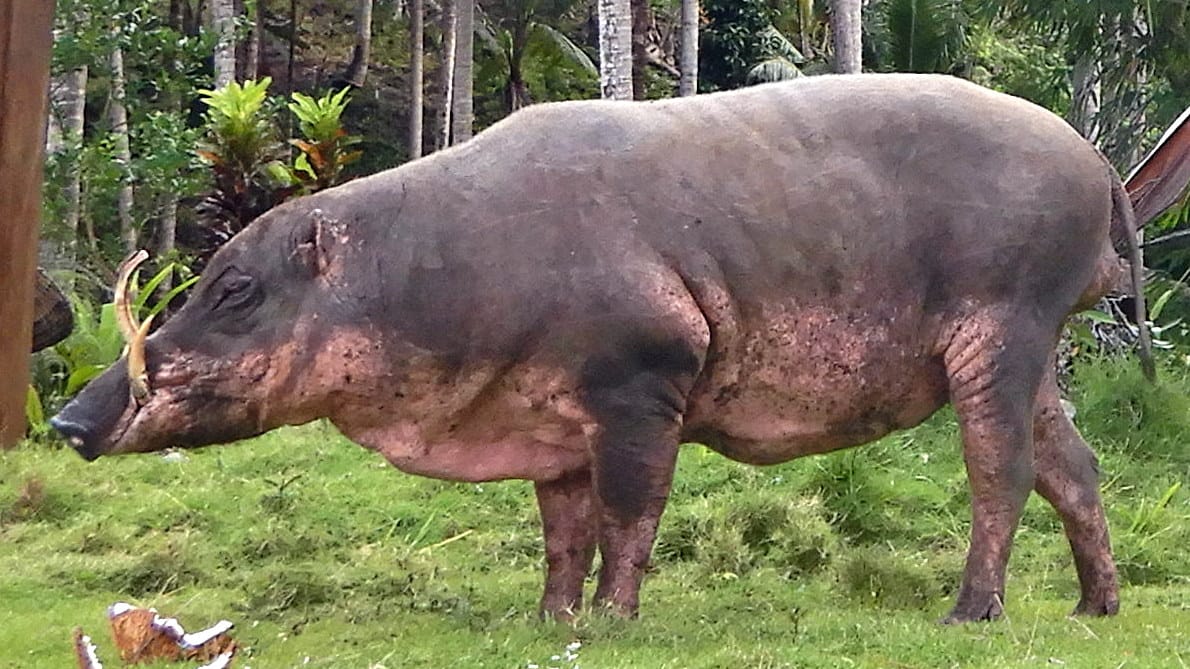 Togian Babirusa