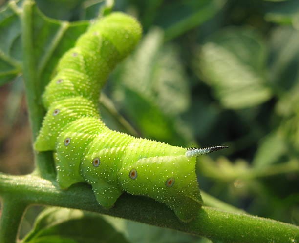 Tomato Hornworm