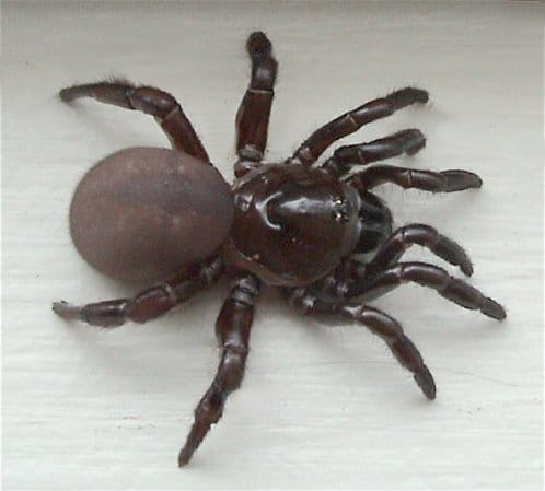 Trapdoor Spider