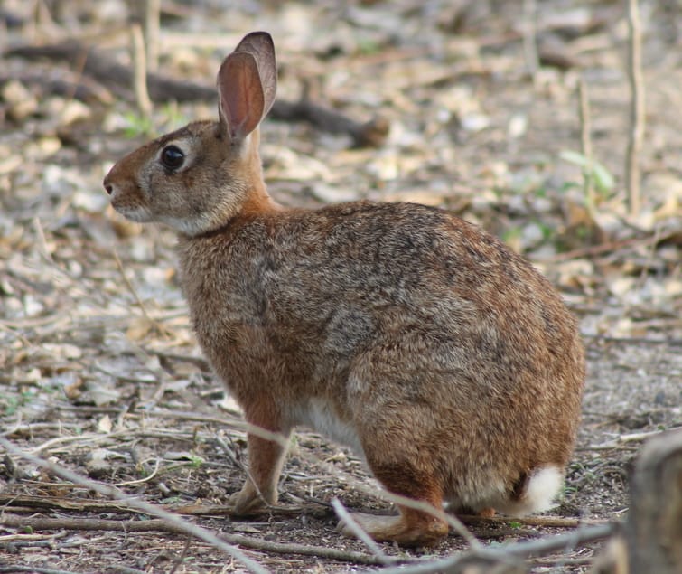 Tres Marías Cottontail
