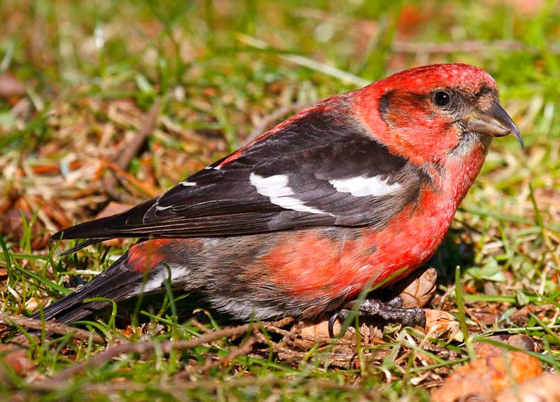 Two-barred Crossbill