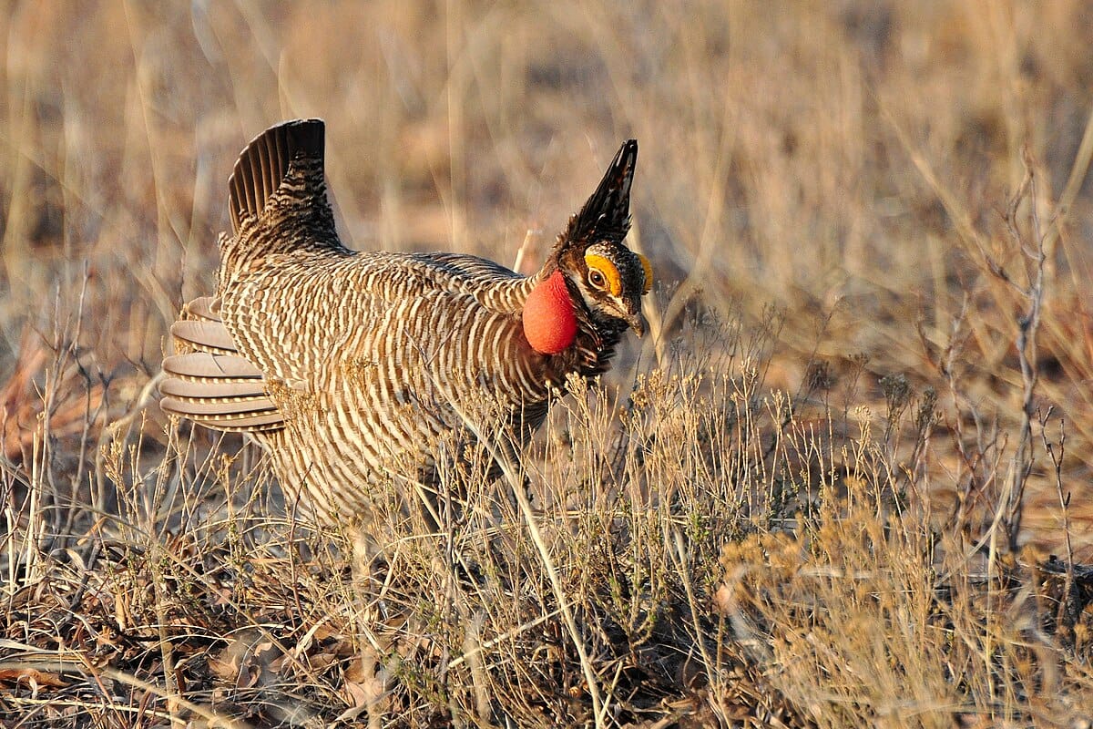 Tympanuchus pallidicinctus