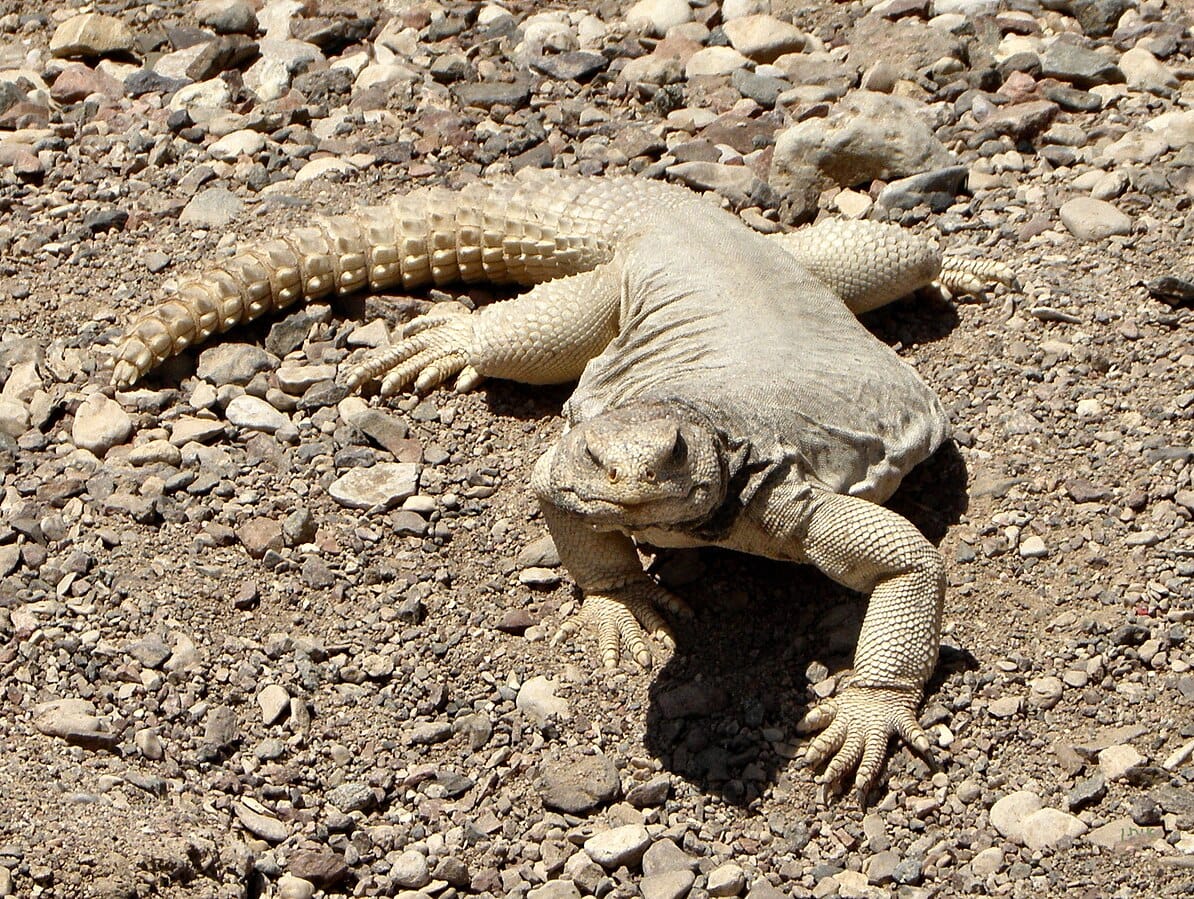 Uromastyx Lizard