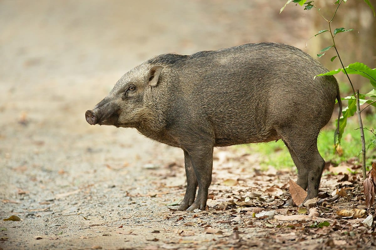 Vietnamese Wild Boar