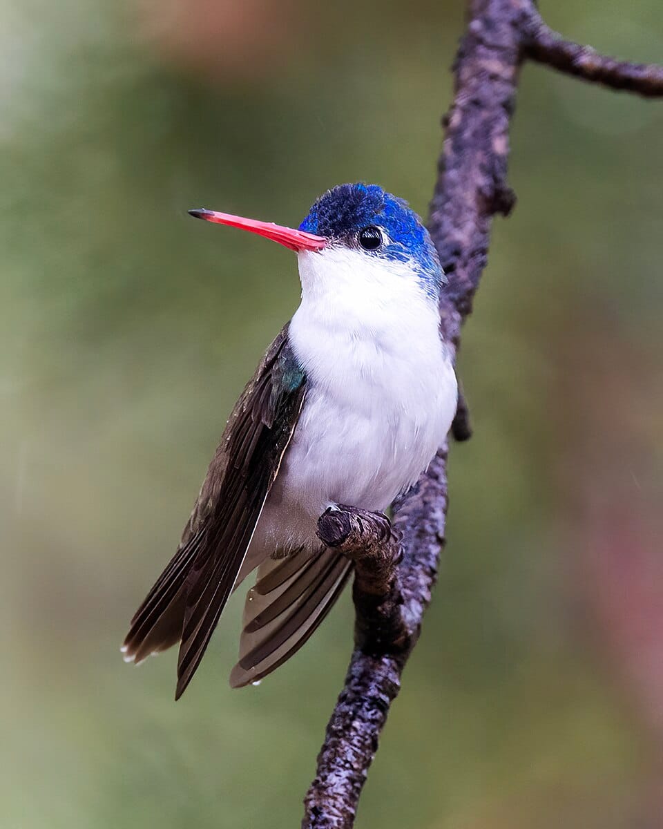 Violet-crowned Hummingbird