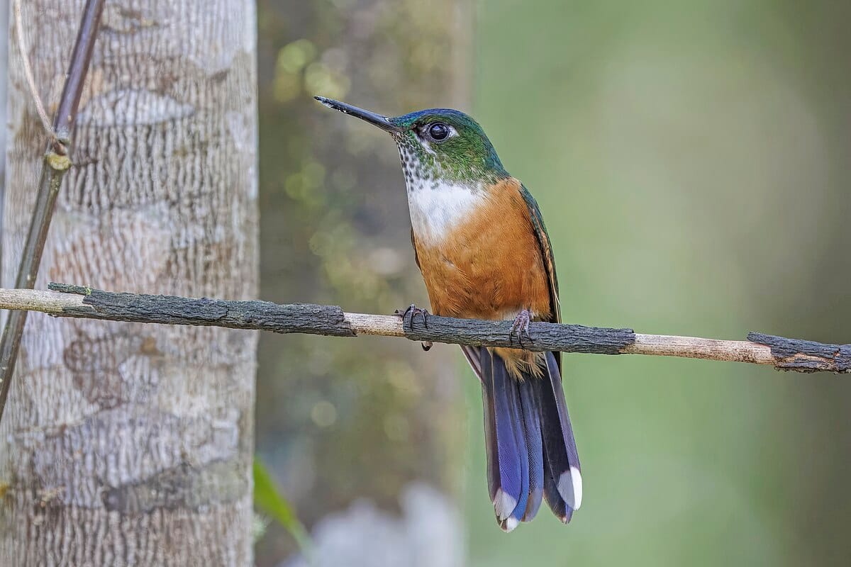 Violet-tailed Sylph