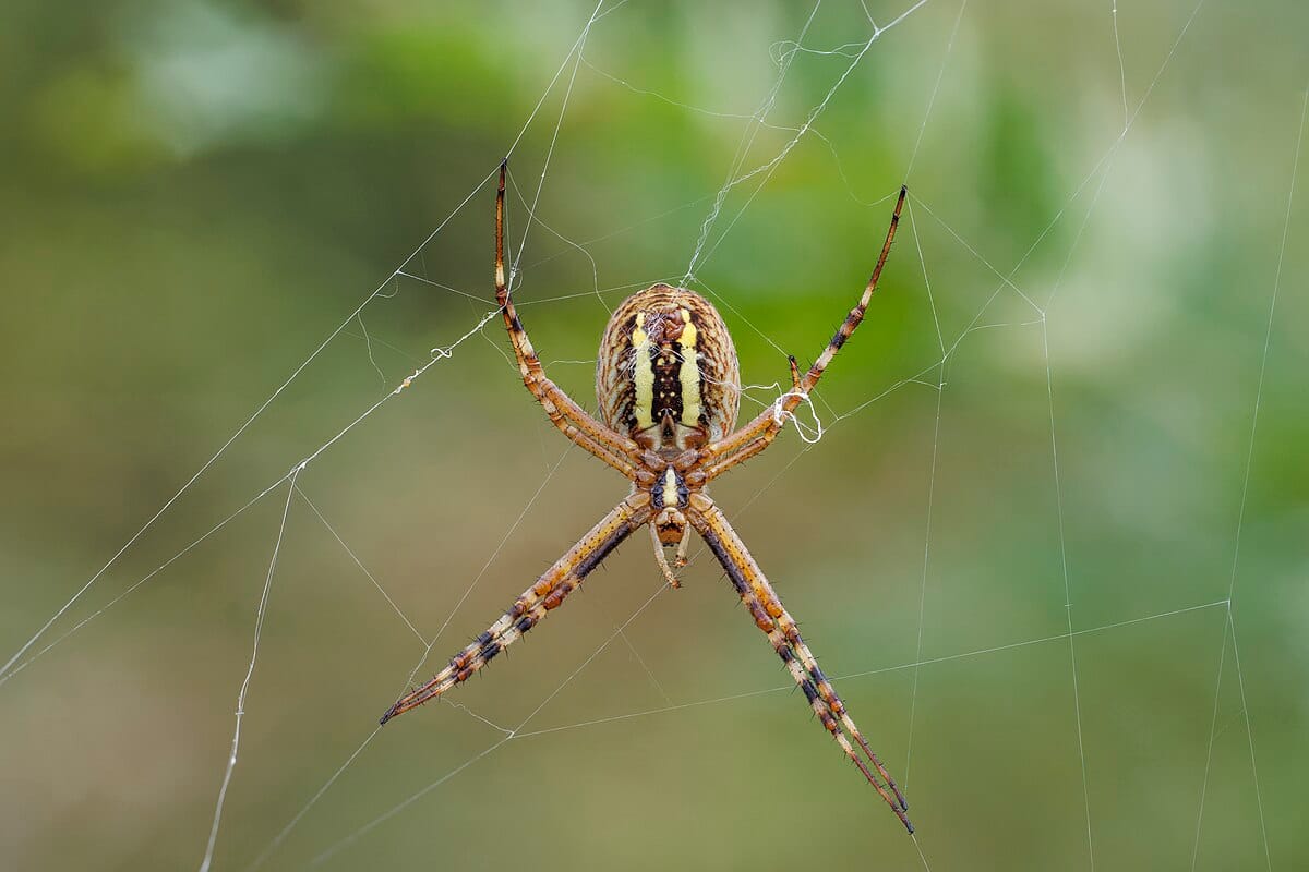Wasp Spider