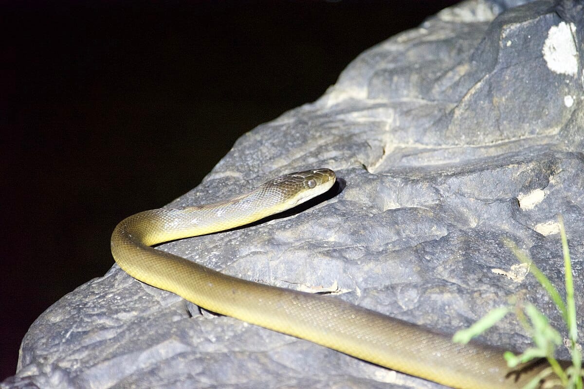 Water Python