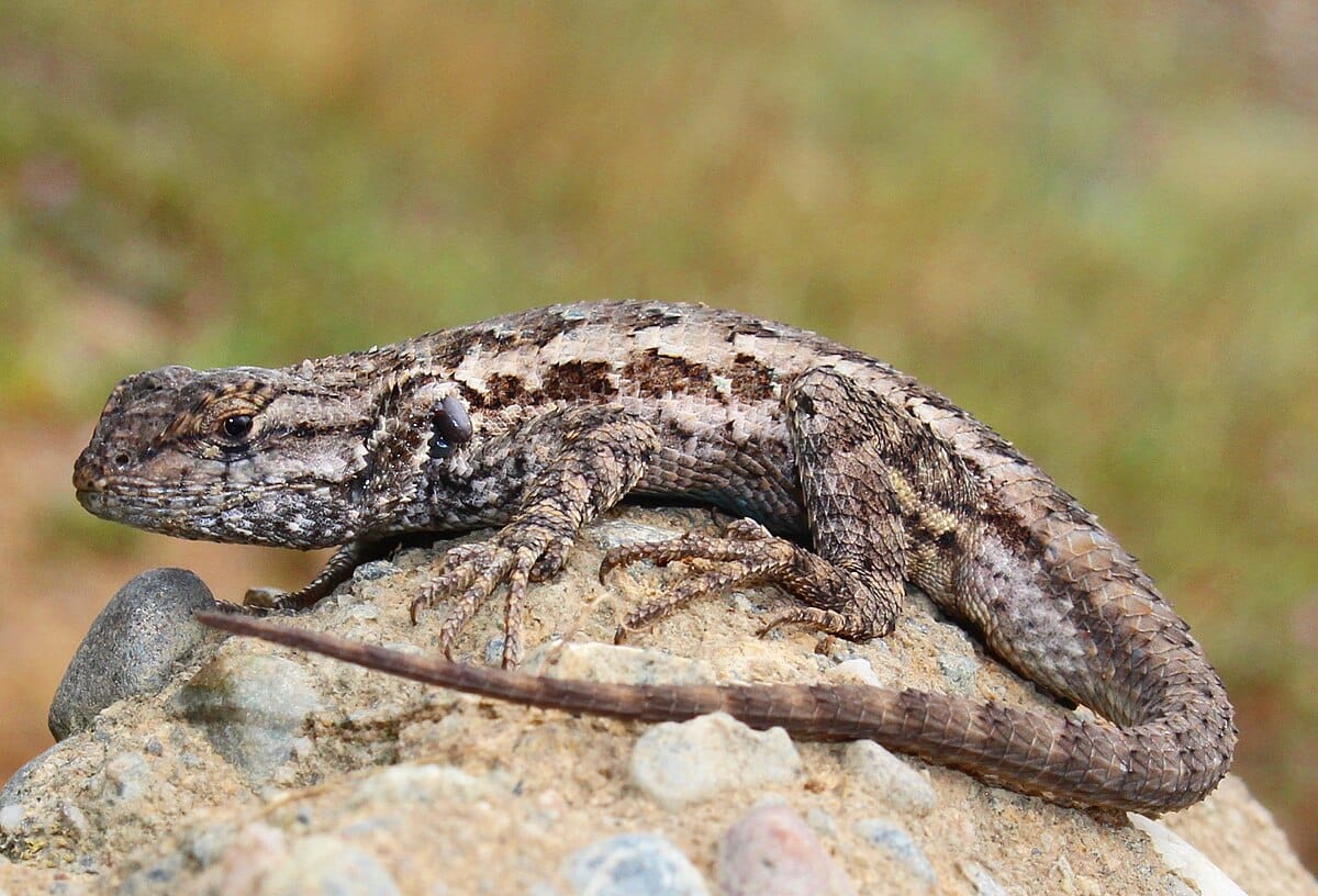 Western Fence Lizard
