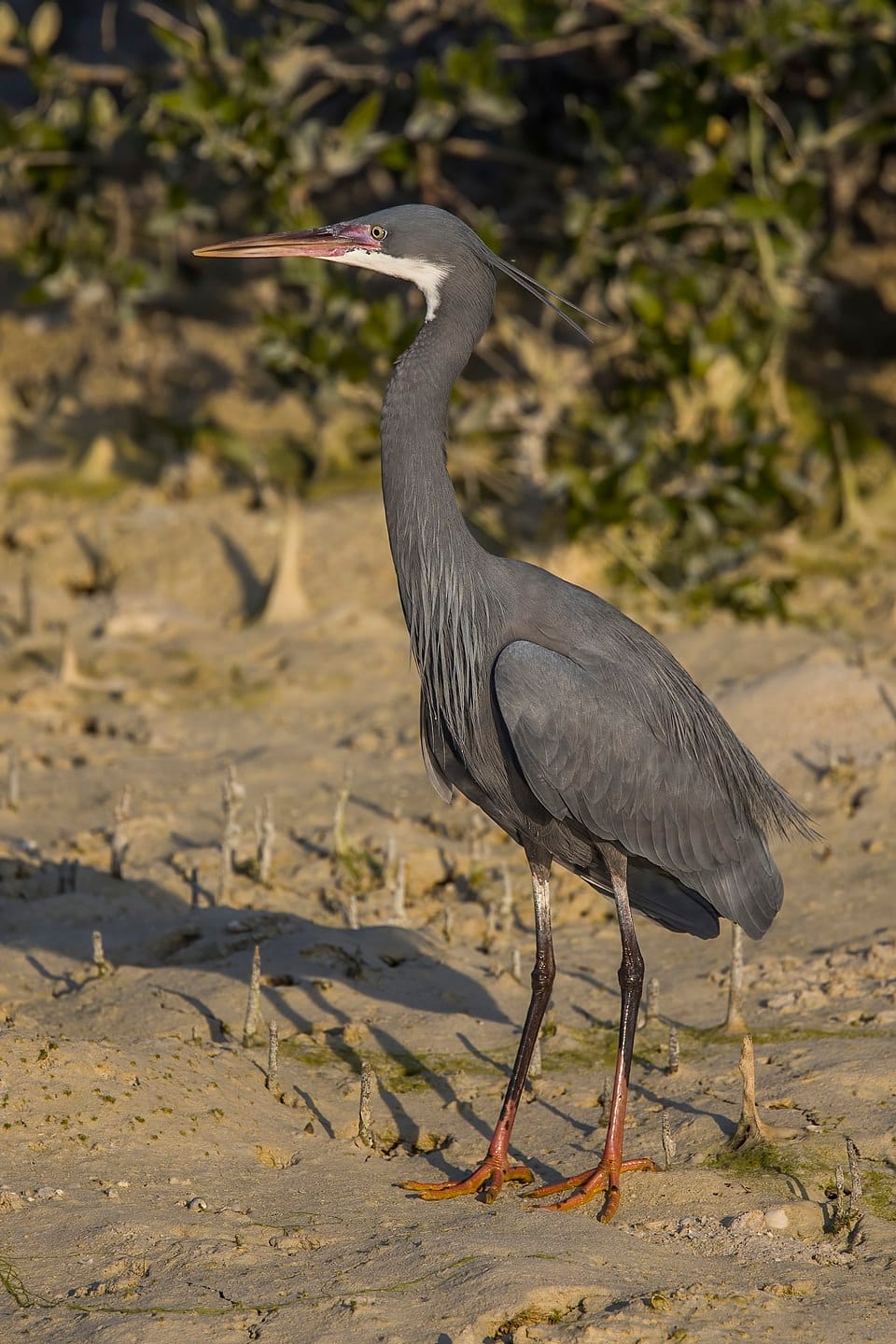 Western Reef Heron