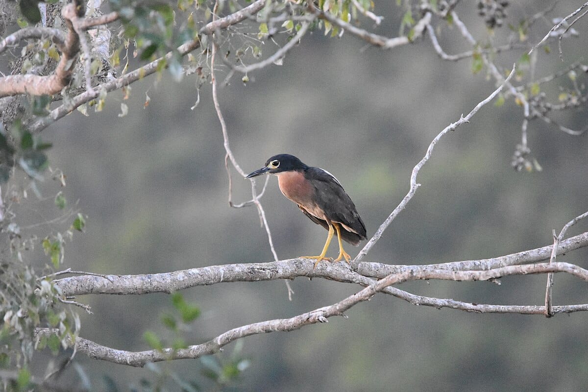 White-backed Night Heron