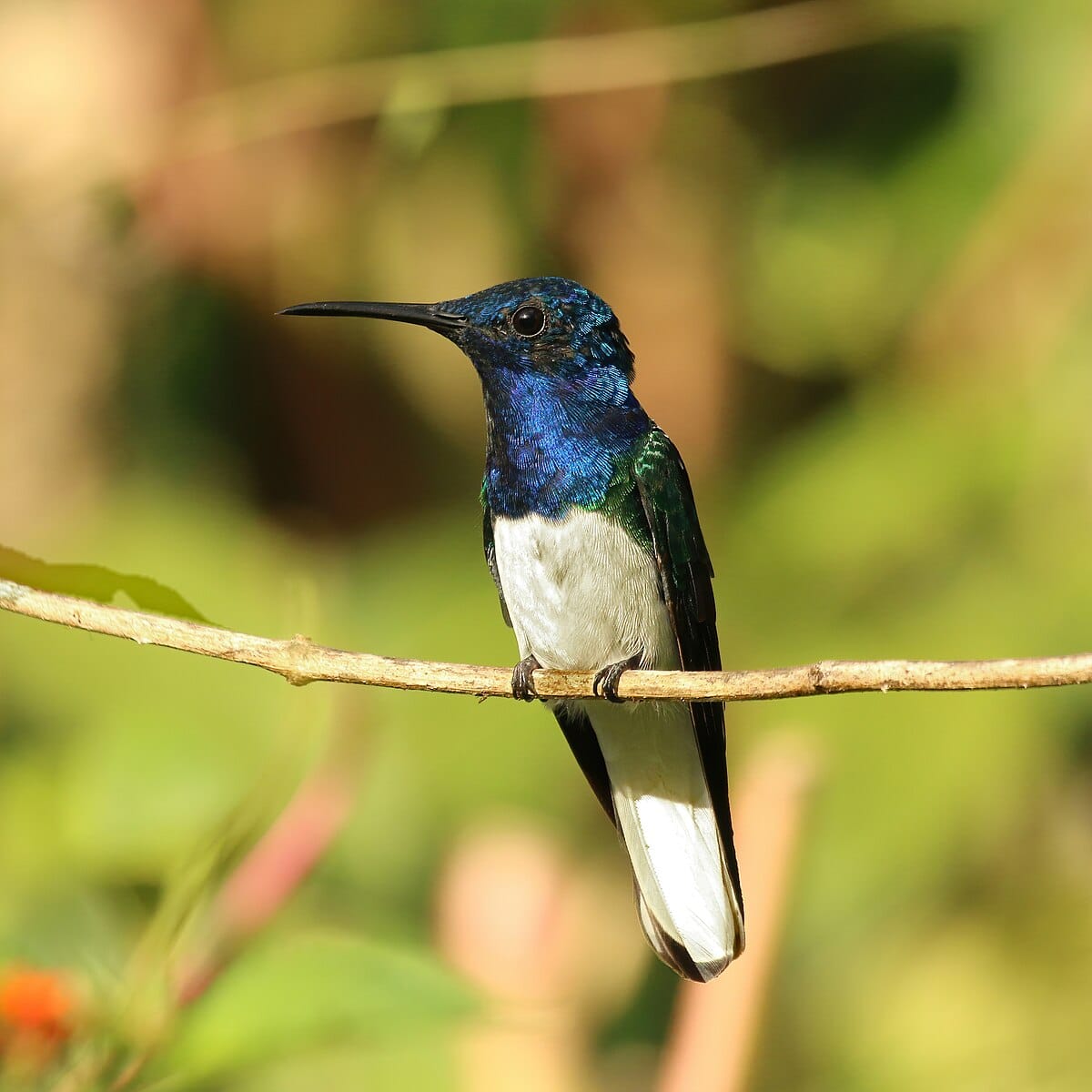 White-necked Jacobin
