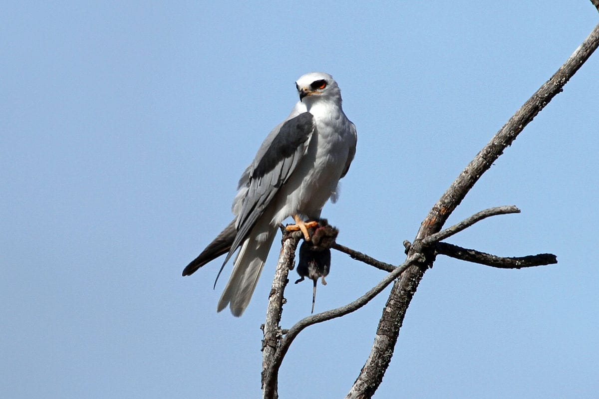 White-tailed Kite