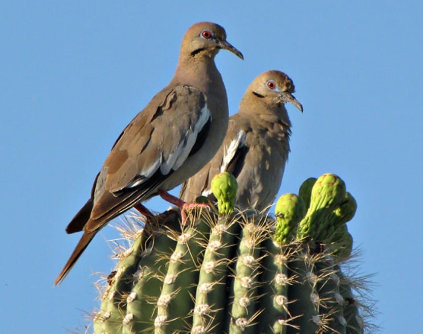 White-winged Dove