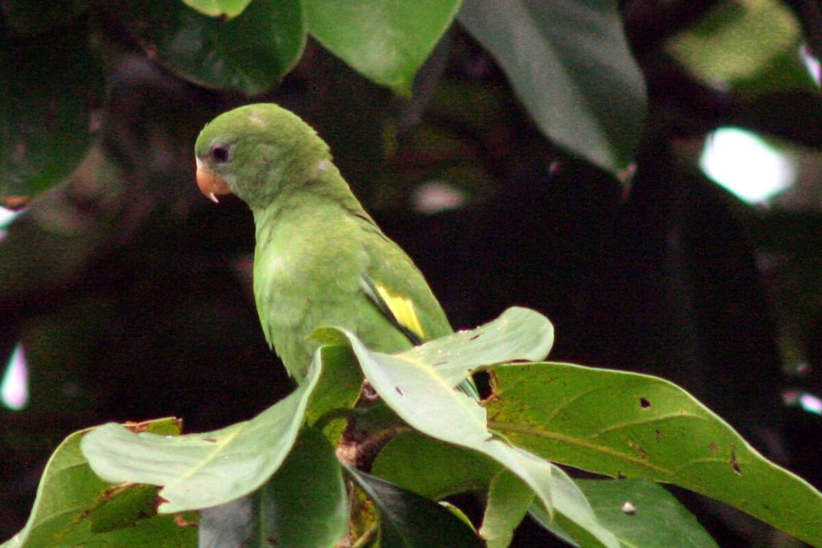 White-winged Parakeet
